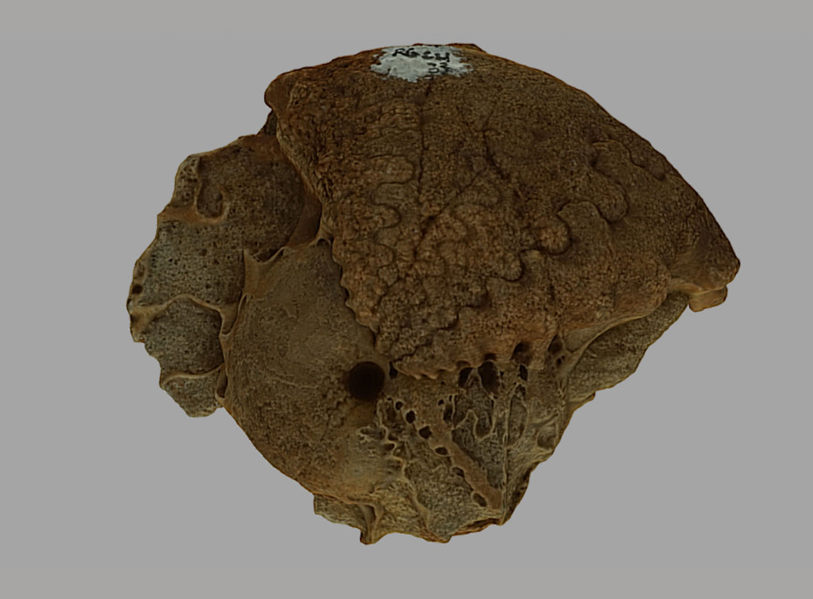 Moluscos