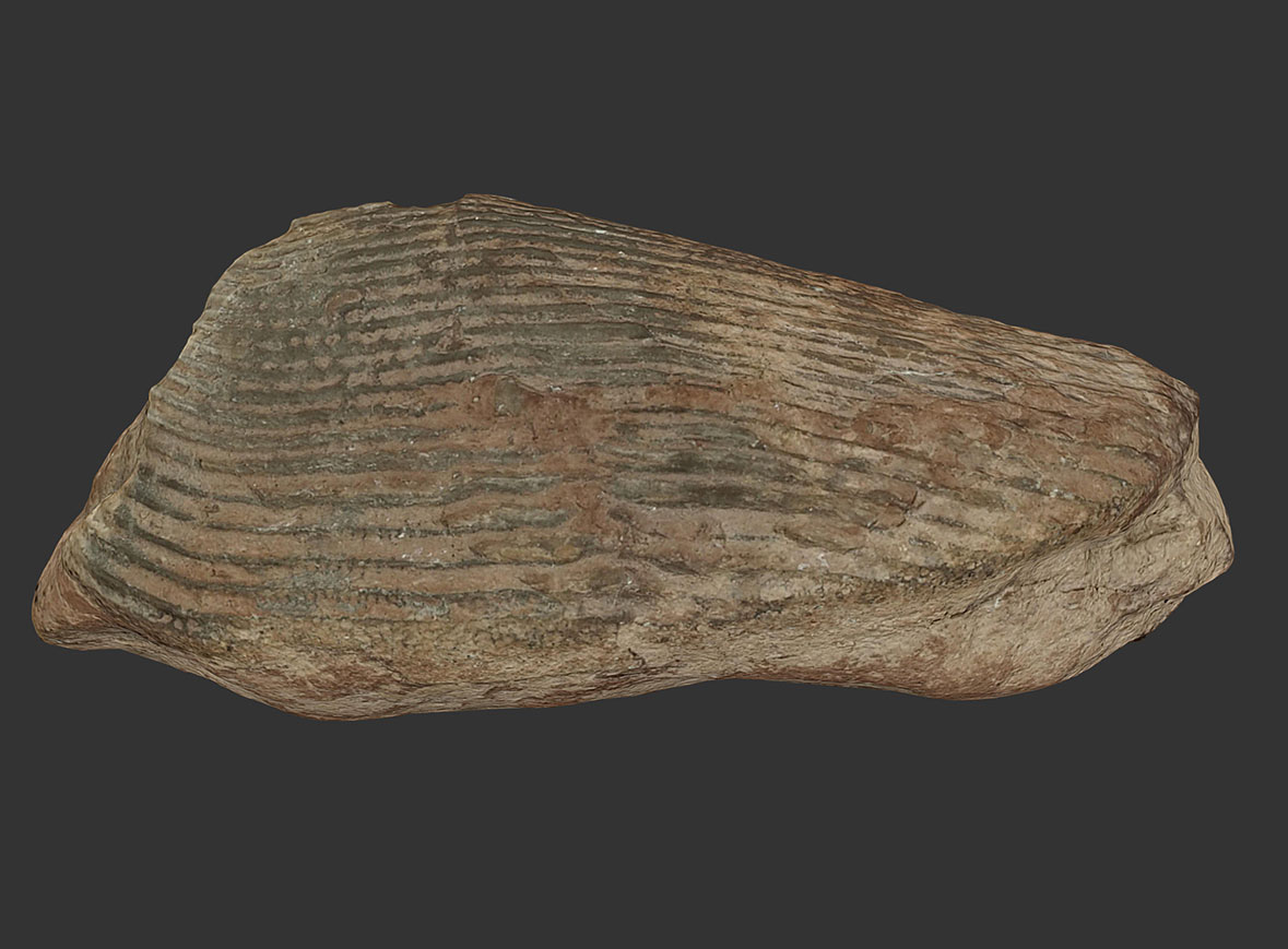 Ammonites Aptychus