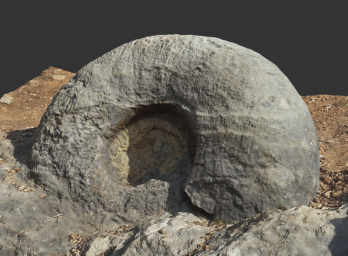 Ammonites gigante