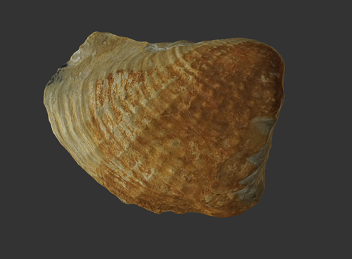 Bivalvo Procardia