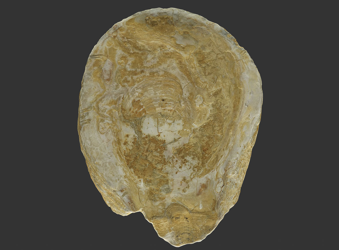 Bivalvo Ostrea