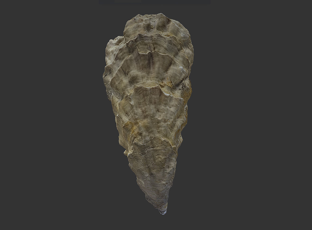 Bivalvo Saccostrea