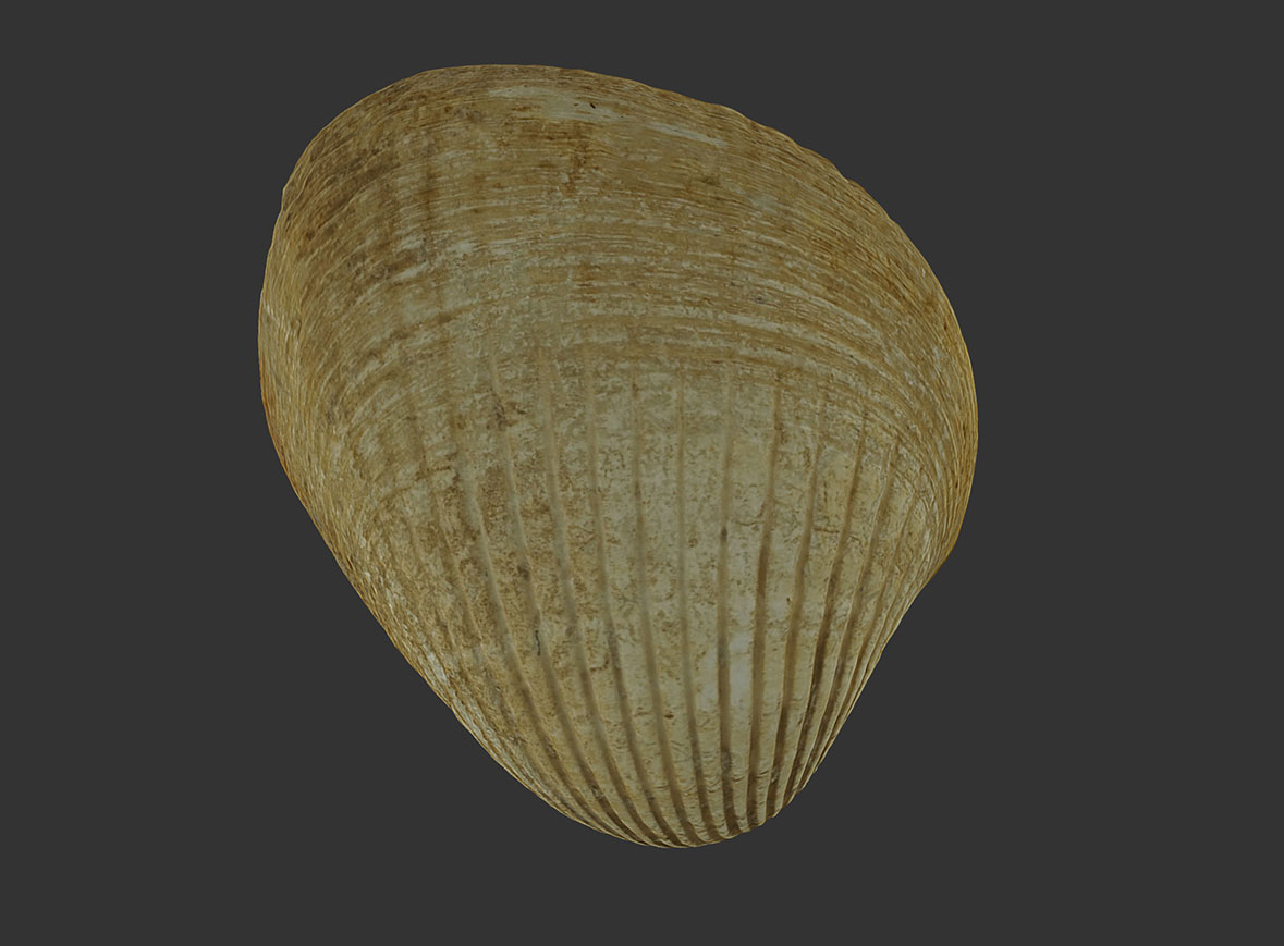 Bivalvo Venericardia