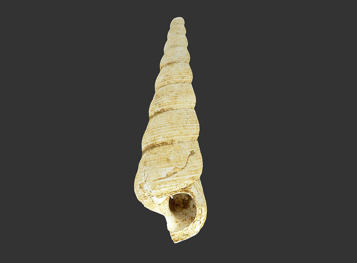 Gasterópodo Turritella