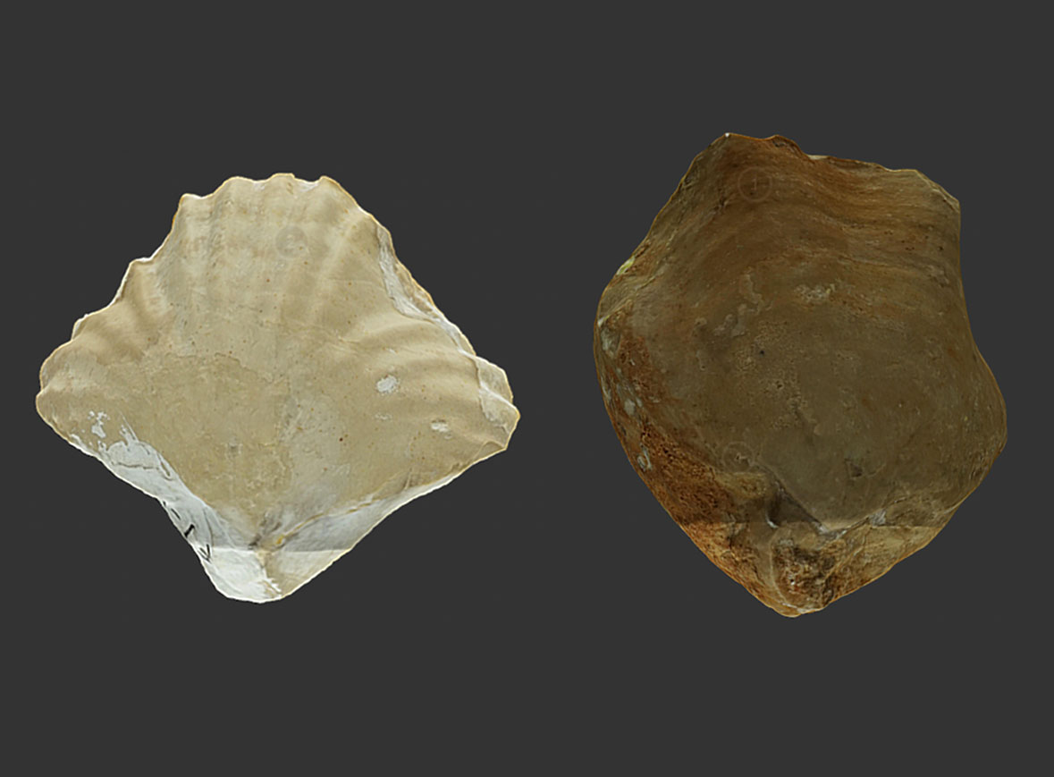 Placothyris y Lacunosella