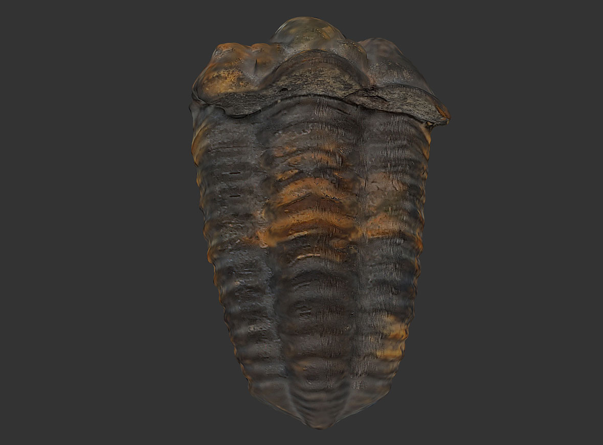 Trilobites Calymenidae