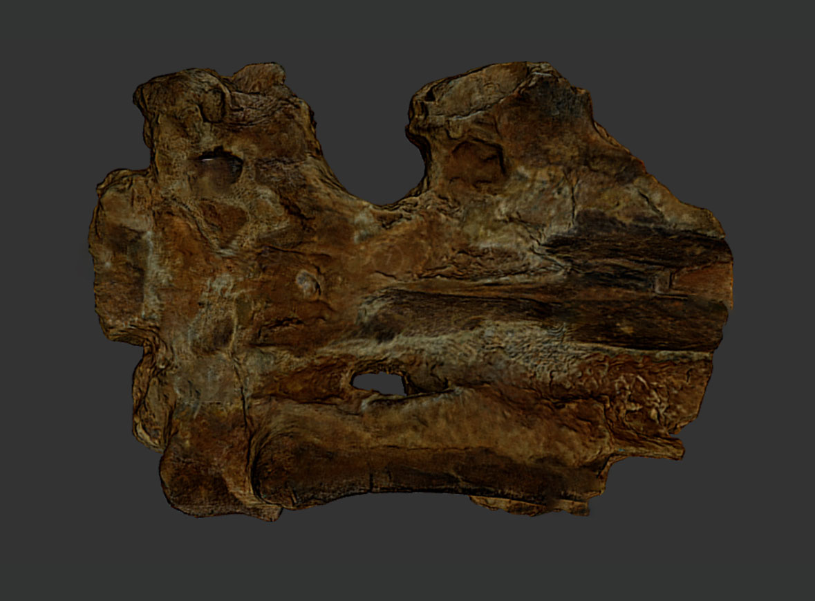 Cráneo de Cephalotropis