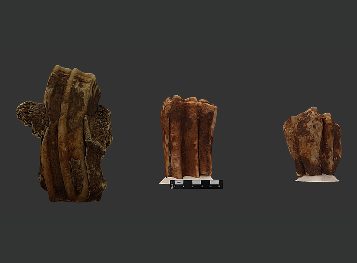 Dientes de Hipparion