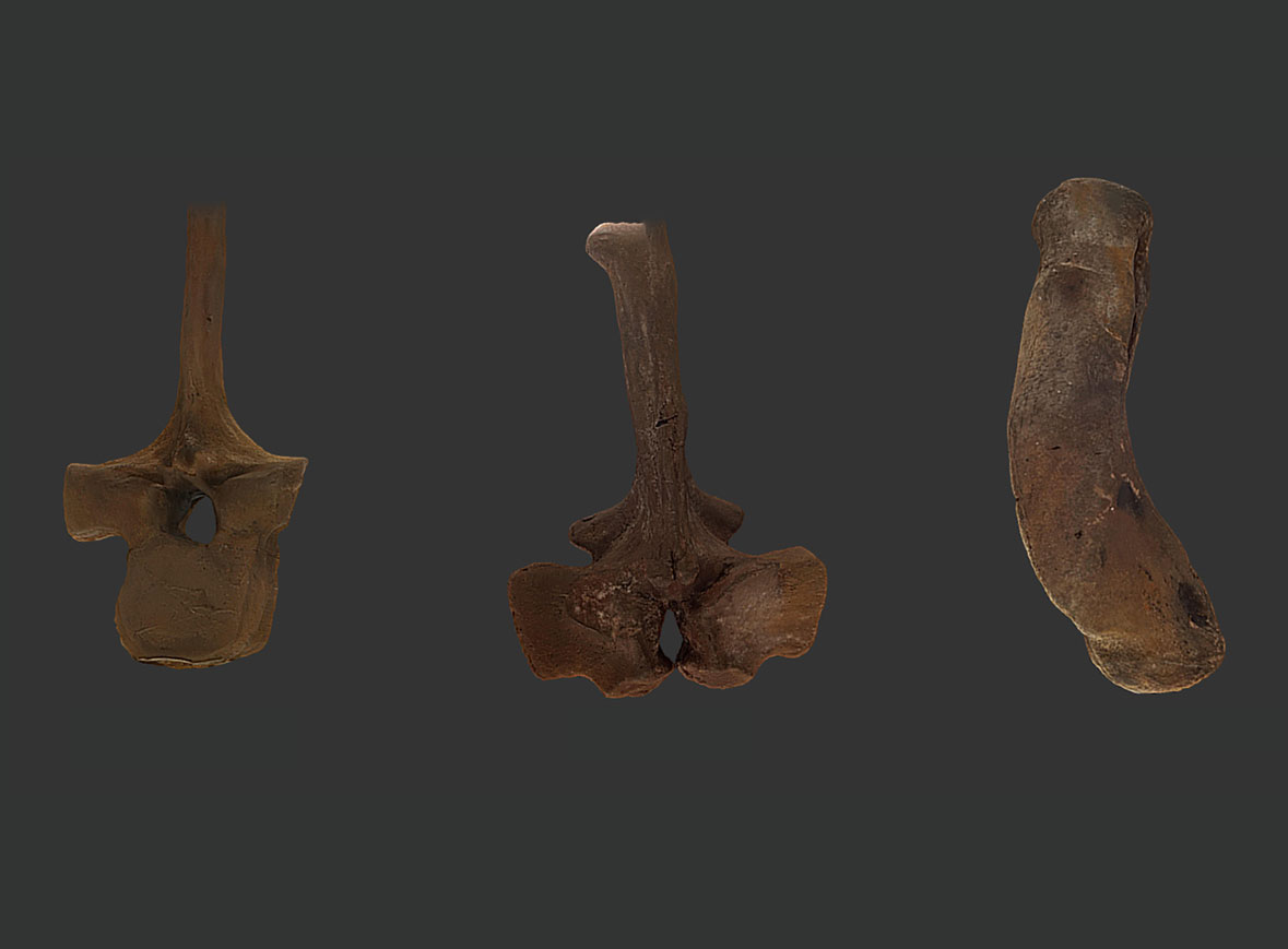 Nothosaurus