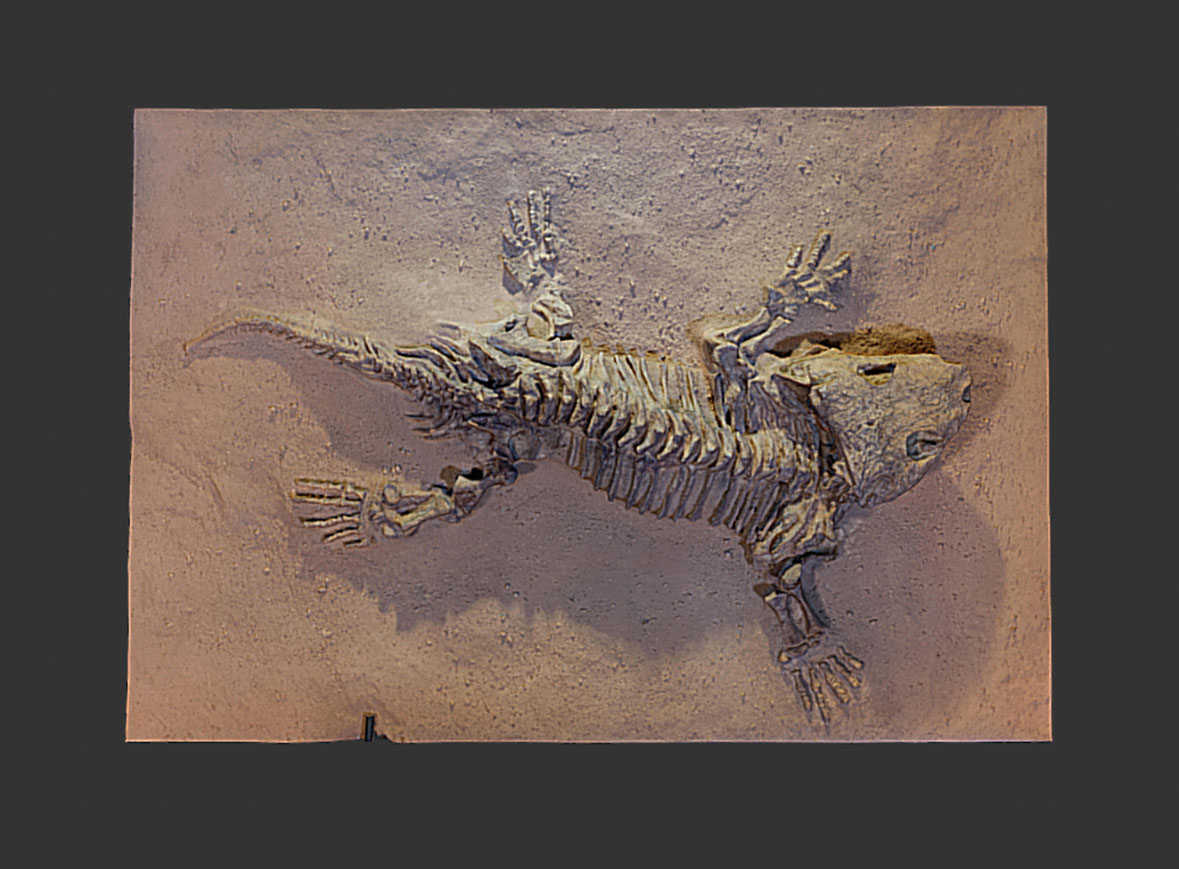 Seymouria baylorensis