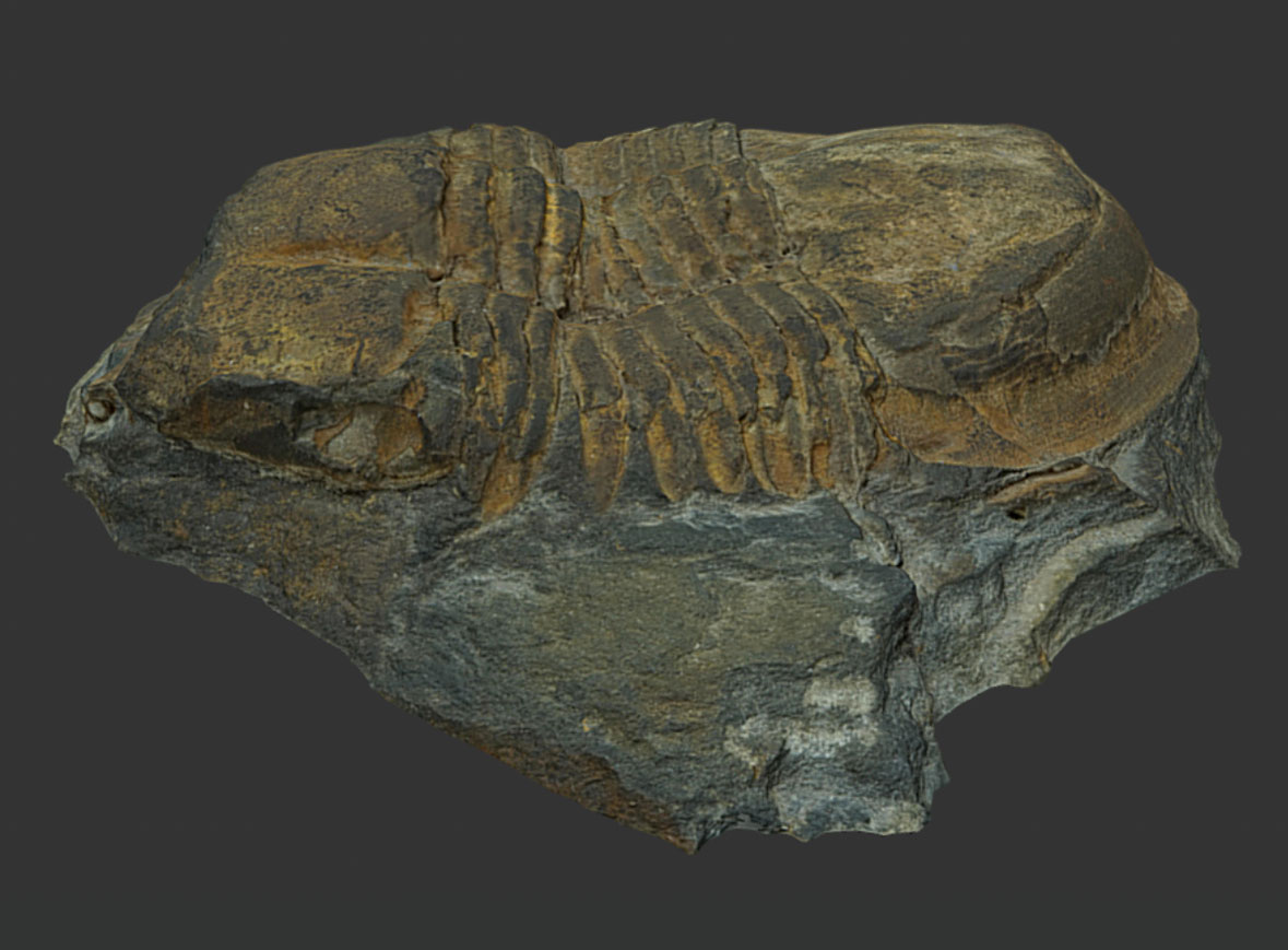 Trilobites Illaenus