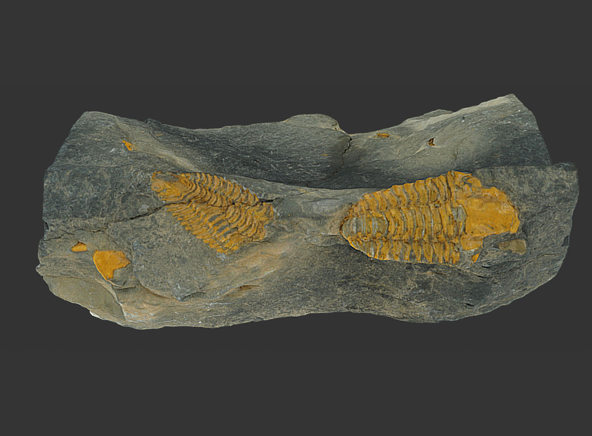 Trilobites Placoparia