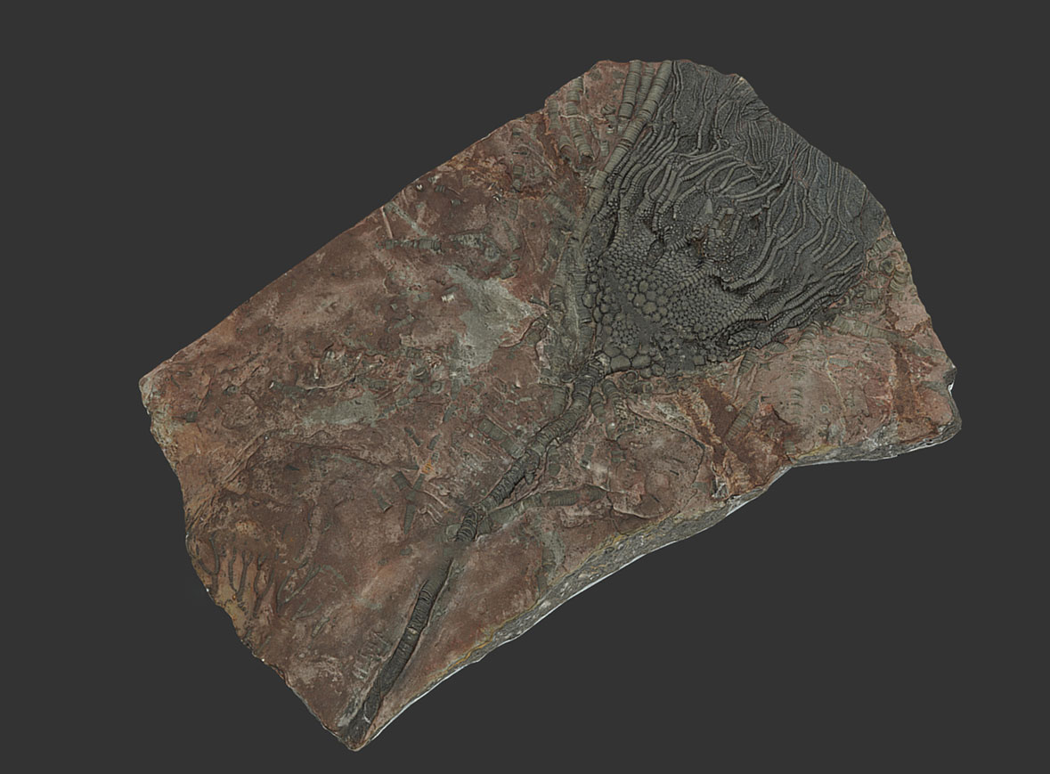 Crinoide Scyphocrinus