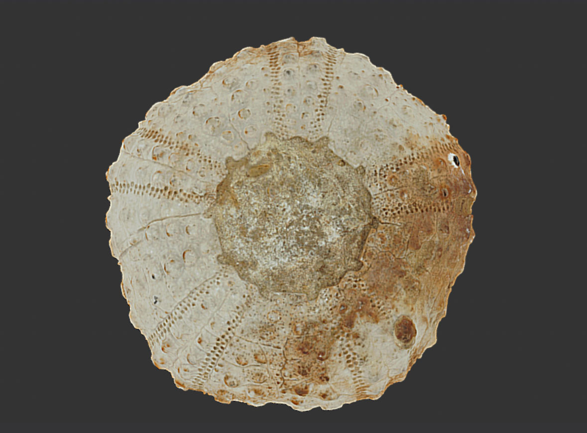 Diplopodia