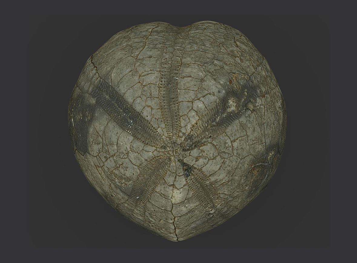 Micraster brevis