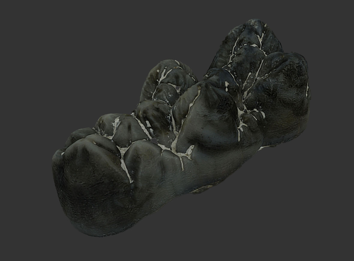 Molar Hippopotamodon